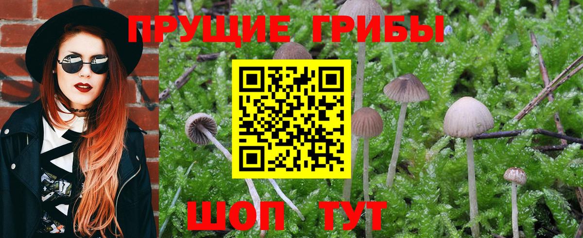 Псилоцибиновые грибы Psilocybine cubensis Тулун